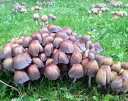 30th Oct 2015 - Toadstools