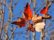 30th Oct 2015 - Last of the leaves!