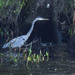 Great Blue Heron Searching for Lunch by rickster549