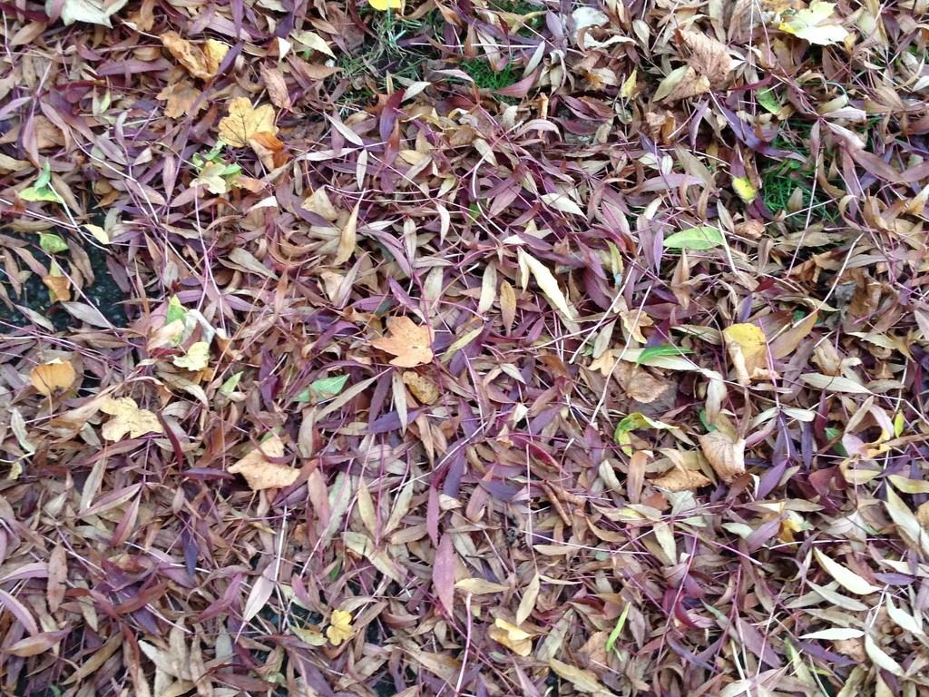 Fallen leaves..... by anne2013