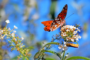 30th Oct 2015 - Autumn Butterfly