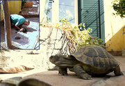 31st Oct 2015 - HOW TO CAPTURE A TURTLE
