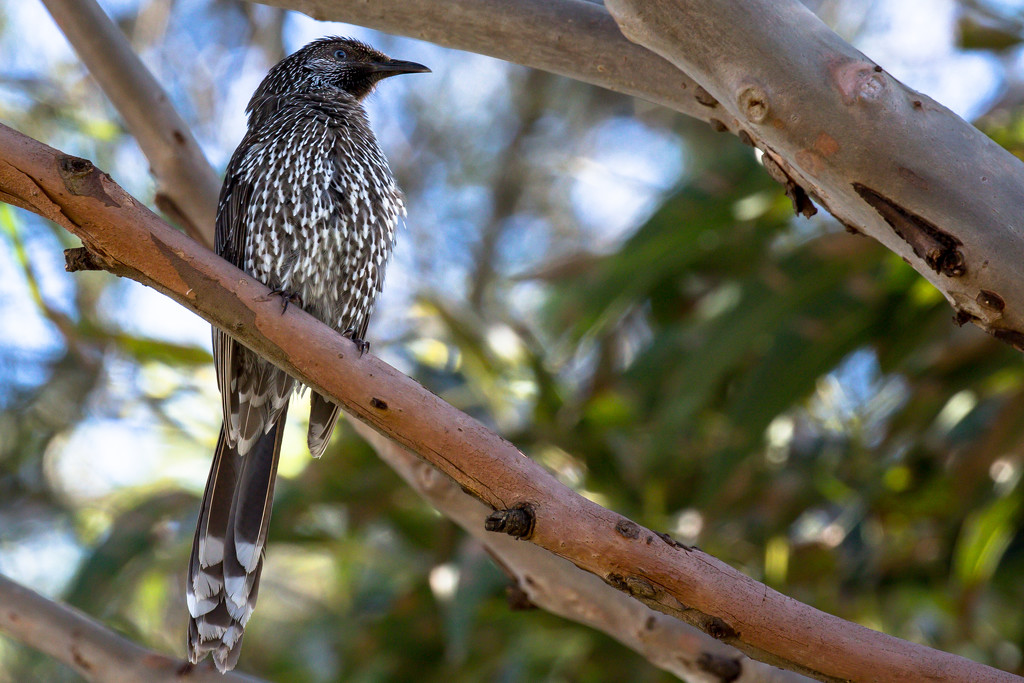 Wattle bird sits in the old gum tree by pusspup