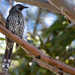Wattle bird sits in the old gum tree by pusspup
