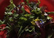 31st Oct 2015 - spring salad, a thing of beauty 