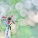 Tiny Flower, Big Bokeh by lynnz