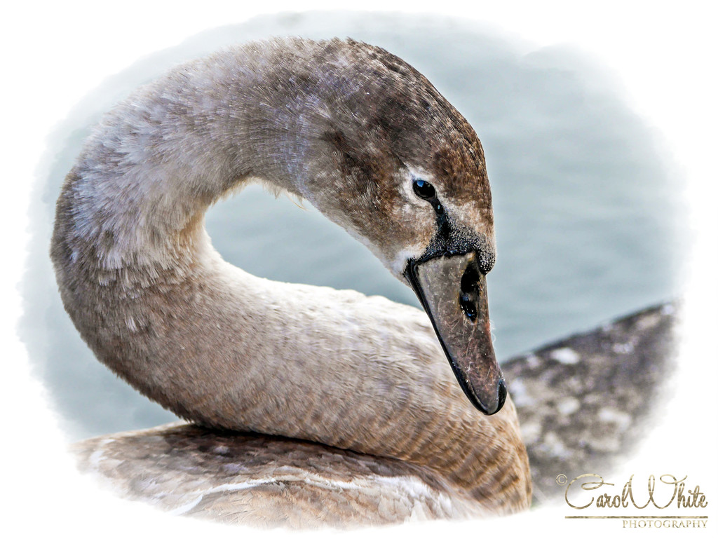 Swan In Waiting by carolmw