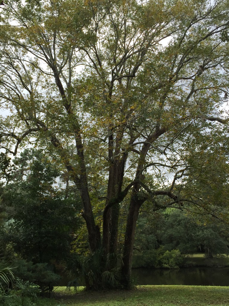 Pecan tree in Autumn, Charles Towne Landing State Historic Site by congaree