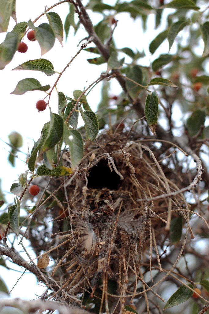 nest by blueberry1222