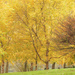 Green Lake Autumn 2013 by seattlite