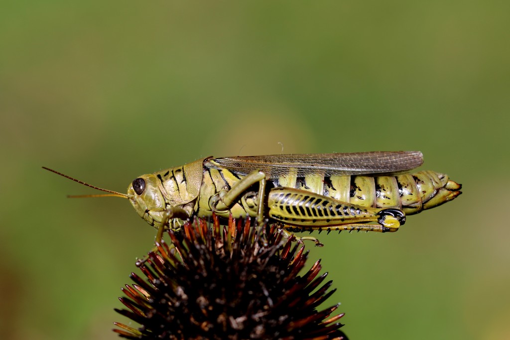 Grasshopper by lynnz