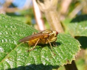 31st Oct 2015 - Yellow dung fly (Scathophaga stercoraria)