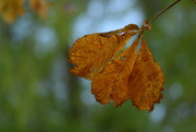 31st Oct 2015 - horse chestnut leaf