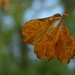 horse chestnut leaf by christophercox