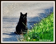 31st Oct 2015 - And here's the witches black cat