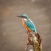 Kingfisher by barrowlane