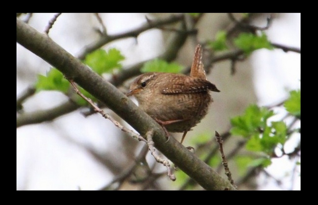 Wren  by oldjosh