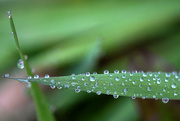 31st Oct 2015 - Sweet droplets!