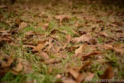 26th Oct 2015 - Leaves on the ground