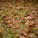 Leaves on the ground by thewatersphotos