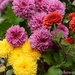 Mums by thewatersphotos