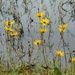 Flowers on the bank by thewatersphotos