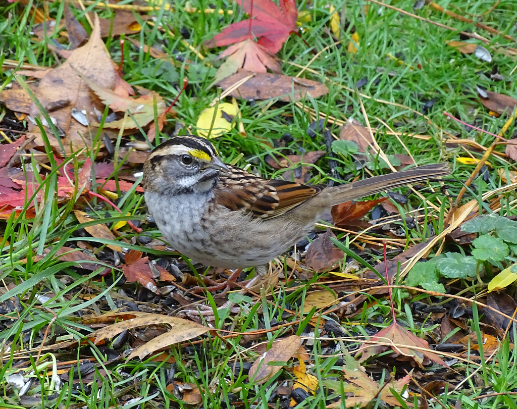 White-throated Sparrow by annepann