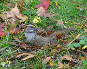29th Oct 2015 - White-throated Sparrow