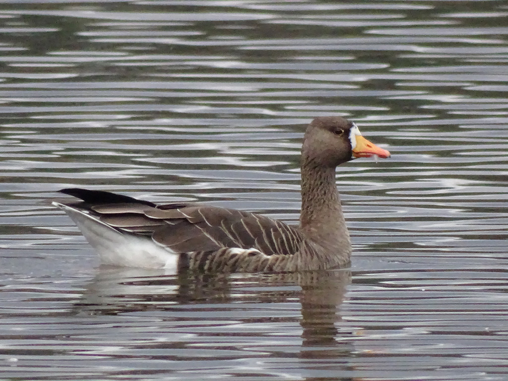 Greater White-fronted Goose by annepann