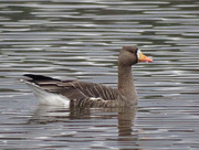 30th Oct 2015 - Greater White-fronted Goose