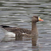 Greater White-fronted Goose by annepann