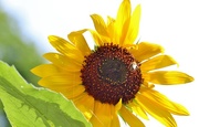 17th Aug 2015 - Sunny Sunflower
