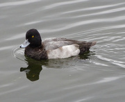 31st Oct 2015 - Male Lesser Scaup