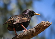 29th Oct 2015 - Starling patterns