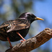 Starling patterns by flyrobin