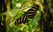 31st Oct 2015 - Zebra Wing in the Bushes