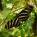 Zebra Wing in the Bushes by rickster549
