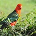 King Parrot in Leaves by ubobohobo