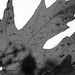 BW Leaf by daisymiller