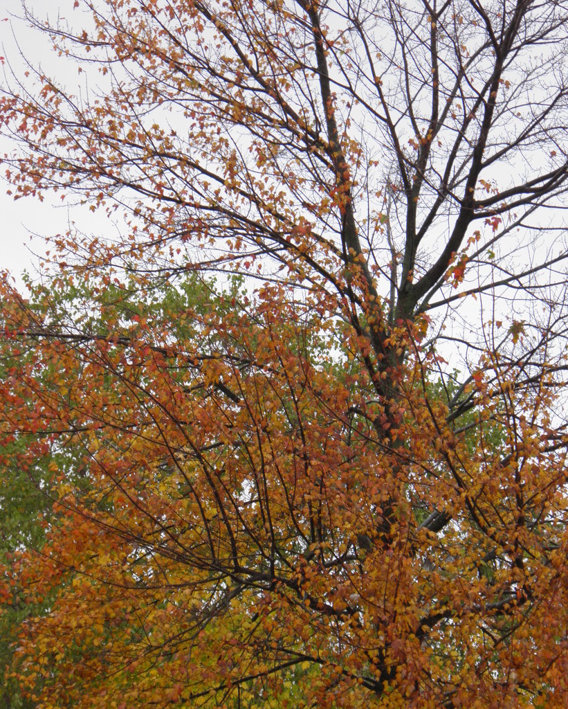 Autumn Progression by daisymiller