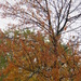 Autumn Progression by daisymiller