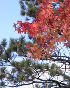 29th Oct 2015 - Autumn Leaves Against Evergreen Leaves