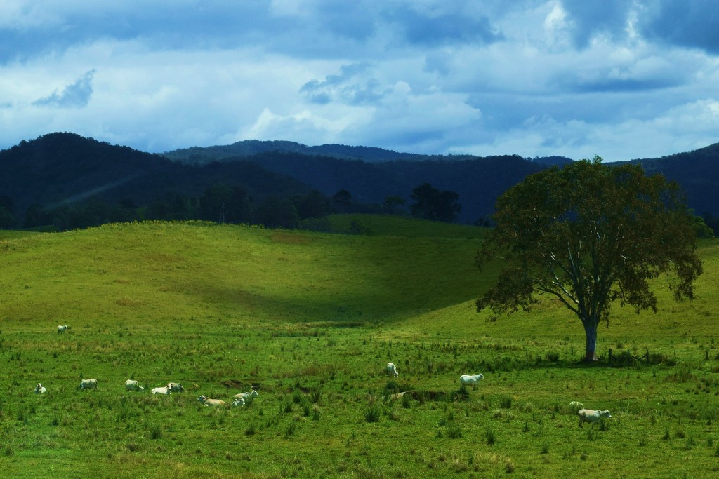 Beautiful Queensland Country...No.1.. by happysnaps