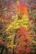 1st Nov 2015 - Smoky Mountains Day 3 -- Tree