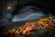 31st Oct 2015 - Smoky Mountain Day 3 - Foliage and Flow