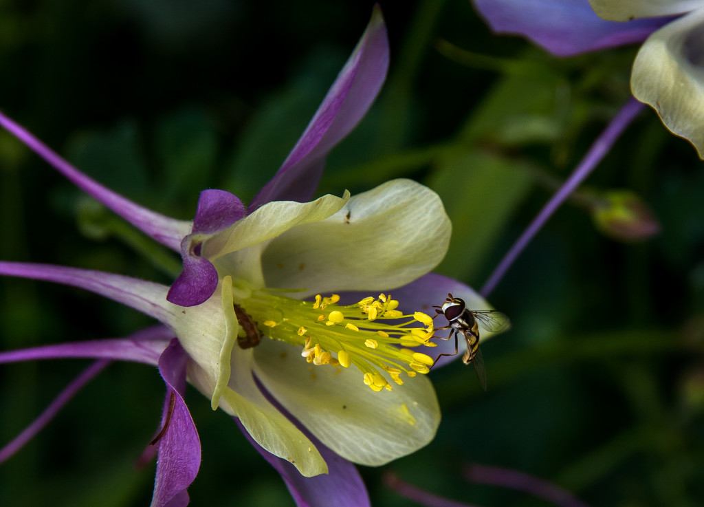 Flies and grubs in the Aquilegia by pusspup