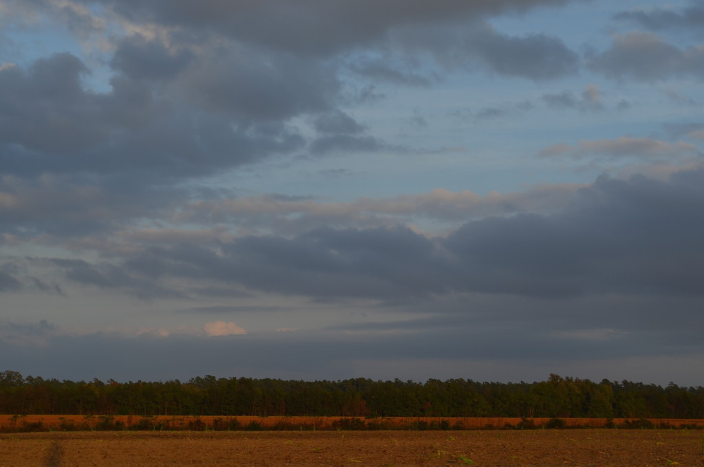 Late afternoon sky and South Carolina farm countryside, taken from the window of my car. by congaree
