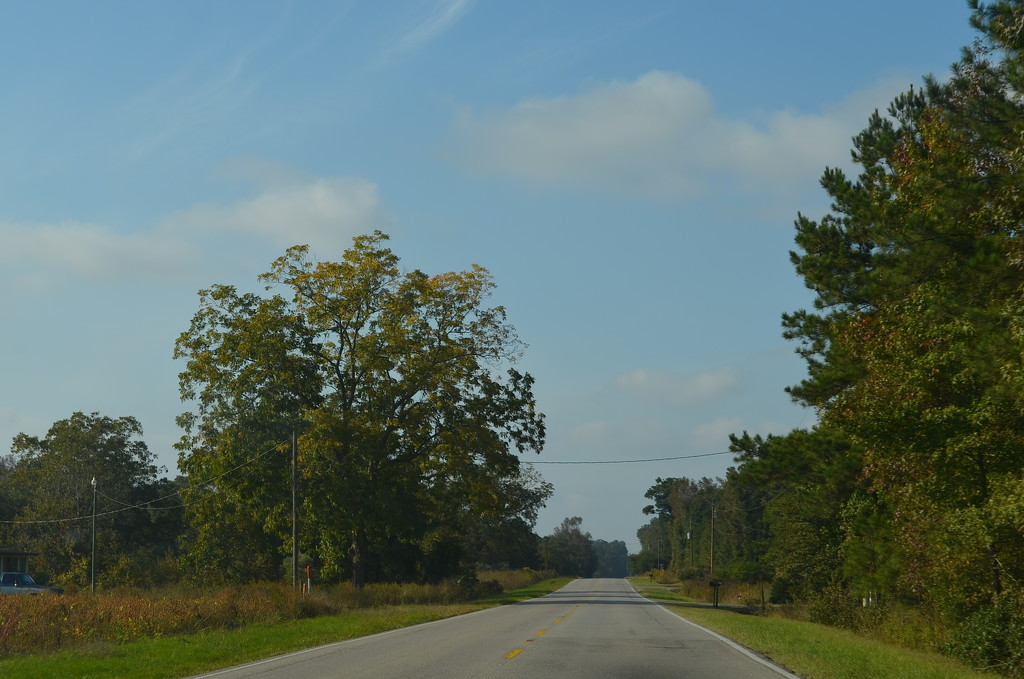 Country road, Dorchester County, South Carolina by congaree