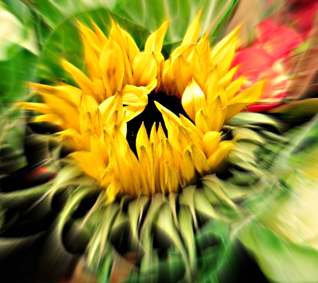 Sunflower . by wendyfrost