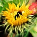 Sunflower . by wendyfrost